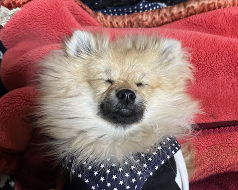 シャッターにラッピング