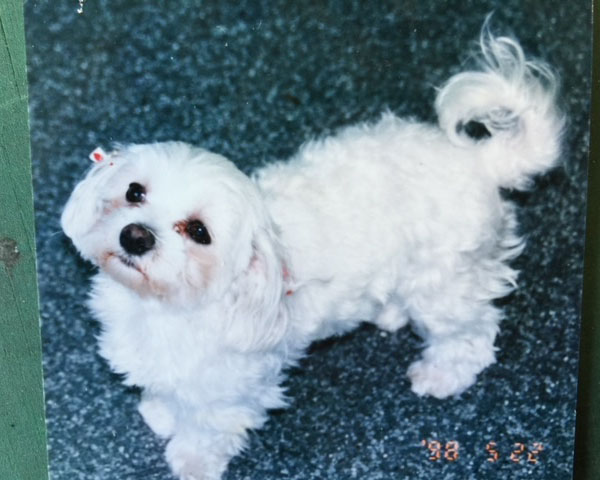 シャッターにラッピング